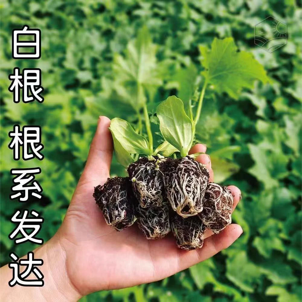 高产优质丝瓜秧苗香丝瓜四季早熟蔬菜丝瓜苗子春夏丝瓜苗秧