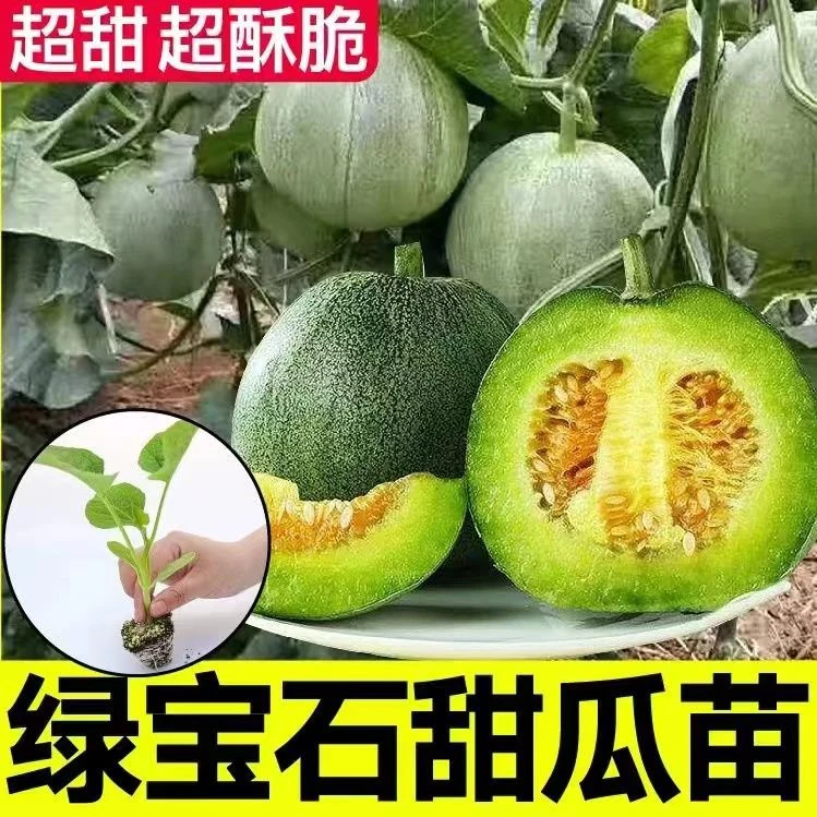 高产优质绿宝石甜瓜种苗超甜薄皮正品香瓜甜瓜绿皮四季阳台蔬菜