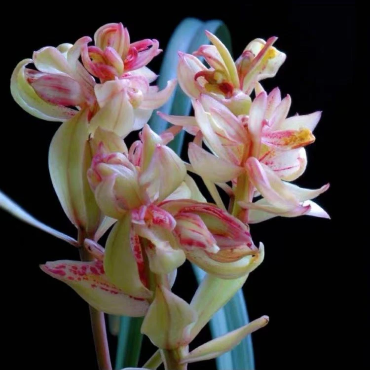 翁源兰花盆栽-建兰富山奇蝶浓香型水晶兰无机无机兰花金沙兰草