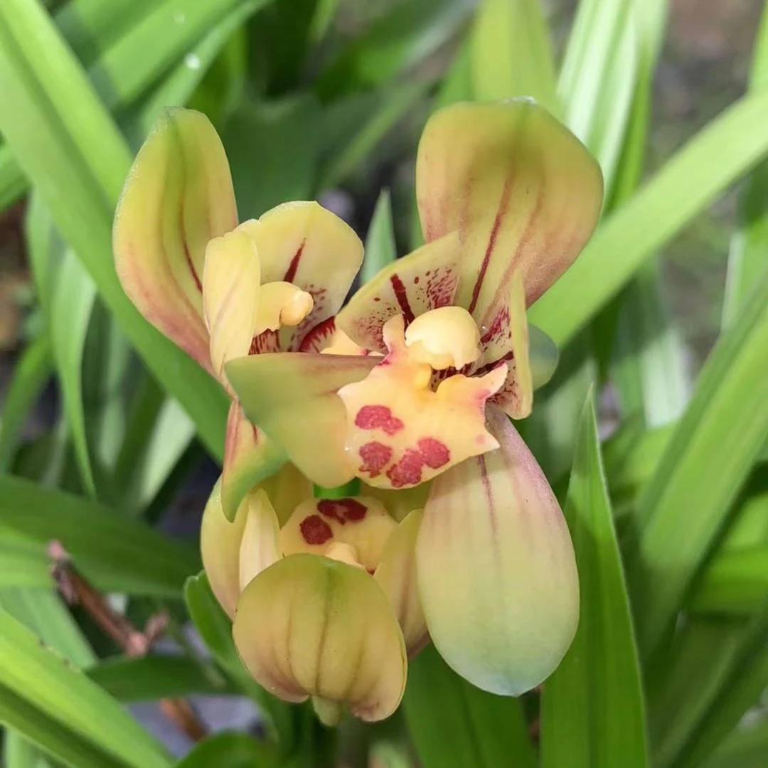 翁源兰花建兰兰草忆香荷兰花盆栽浓香型