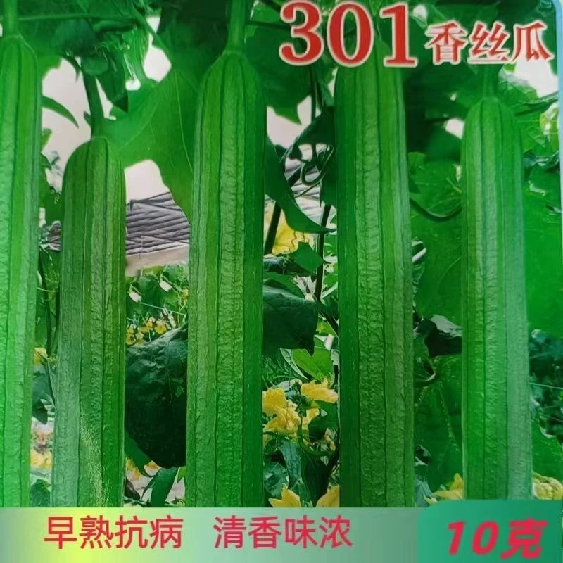 301香丝瓜种子 丝瓜种籽丝瓜爬藤杂交早熟抗病丰产油亮肉厚基地用