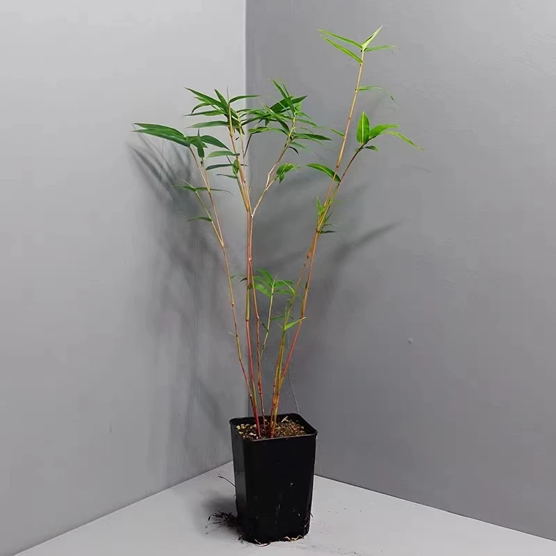 红竹红观音丛林款茶桌办公室书房阳台风雅禅意绿植盆栽一物一拍