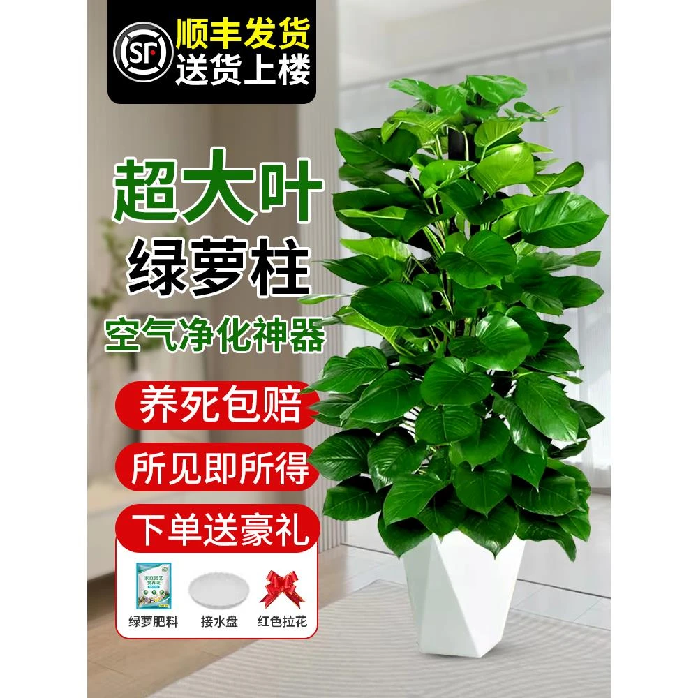 大叶绿萝柱盆栽客厅大型绿植带盆新家入住除甲醛净化空气好养绿箩