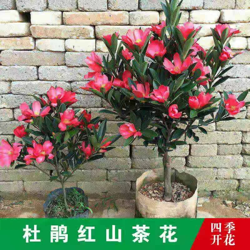 四季山茶花带花苞发货室内客厅庭院四季开花观赏花卉大杜鹃花山茶