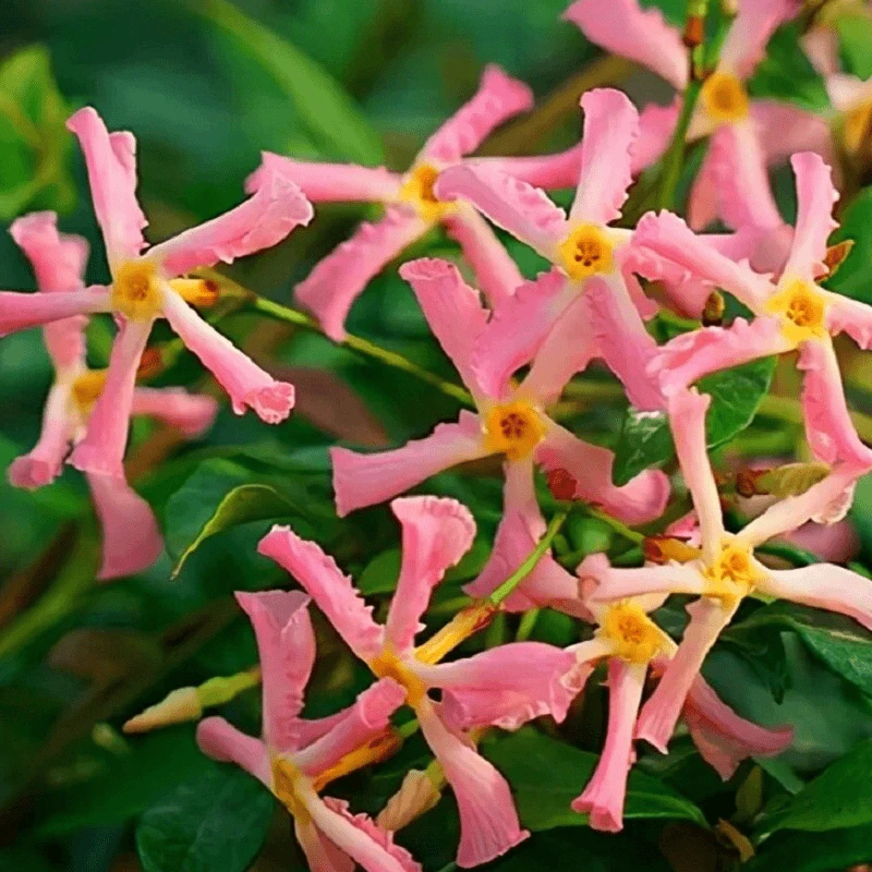 【粉色洗礼】风车茉莉四季开花爬藤花卉耐寒阳台绿植物四季开花庭院