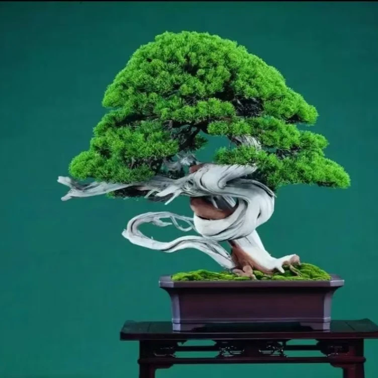 绿植盆栽 一物一拍 四季长青