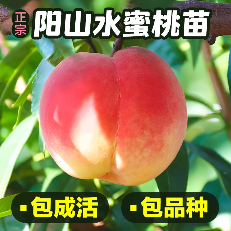 早中晚8个品种下单发8个阳山品种正宗无锡水蜜桃苗壮苗修剪打包树