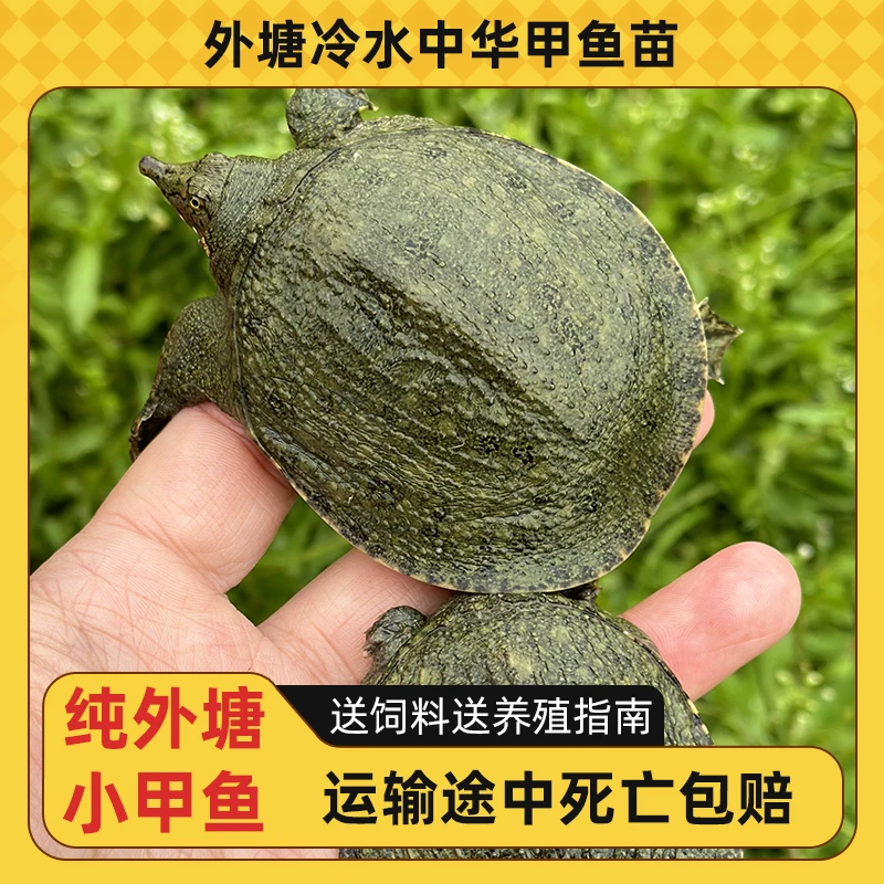 15-50克小甲鱼外塘冷水甲鱼苗养殖专用团鱼本地水鱼鳖甲鱼苗批发