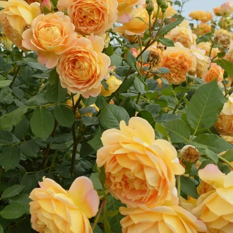 黄金庆典爬藤月季多季开花大花浓香长势快抗性好耐寒可做花墙拱门