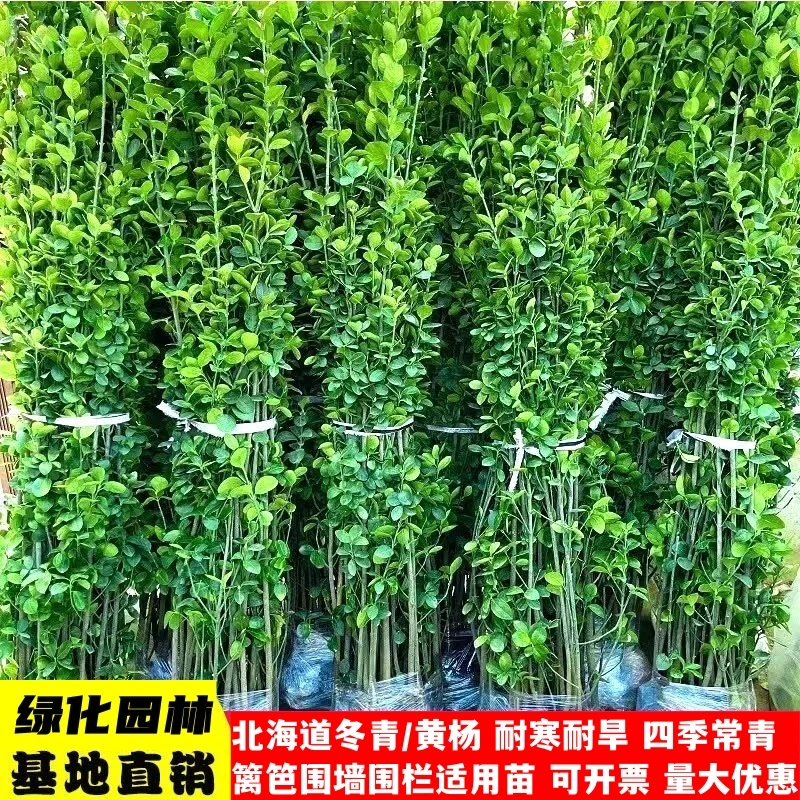 围墙篱笆植物大叶北海道黄杨苗冬青树苗四季常青耐寒庭院绿篱树苗
