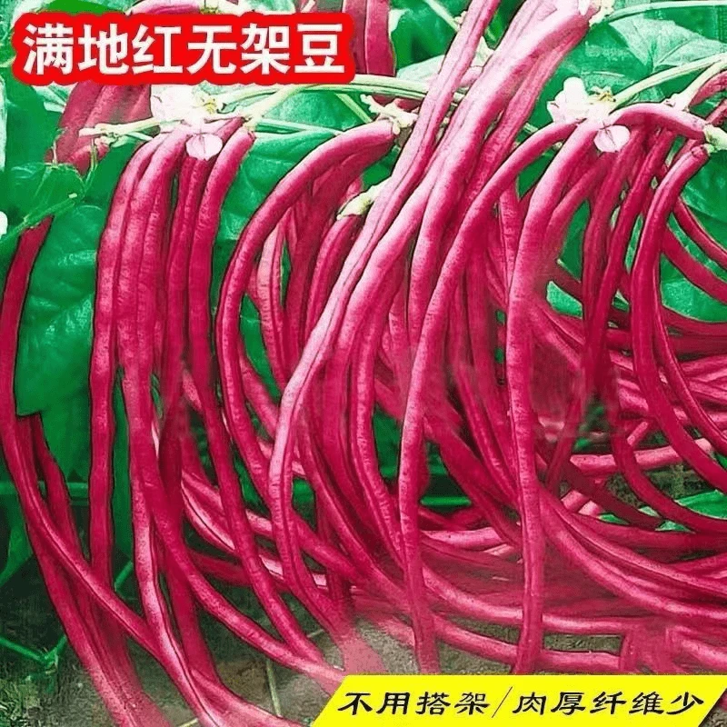 【全店任选5包包邮】无架红豆角种子红豇豆种籽四季阳台小院蔬菜