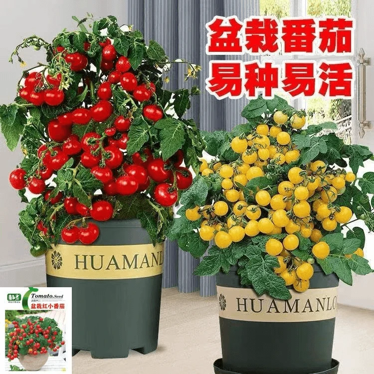 【全店任选5包包邮】盆栽番茄种子矮生小番茄西红柿种籽苗四季播种