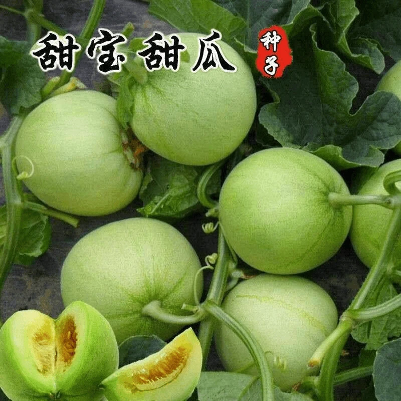 【全店任选5包包邮】冰糖甜宝甜瓜种子水果种子香瓜籽家庭蔬果种子