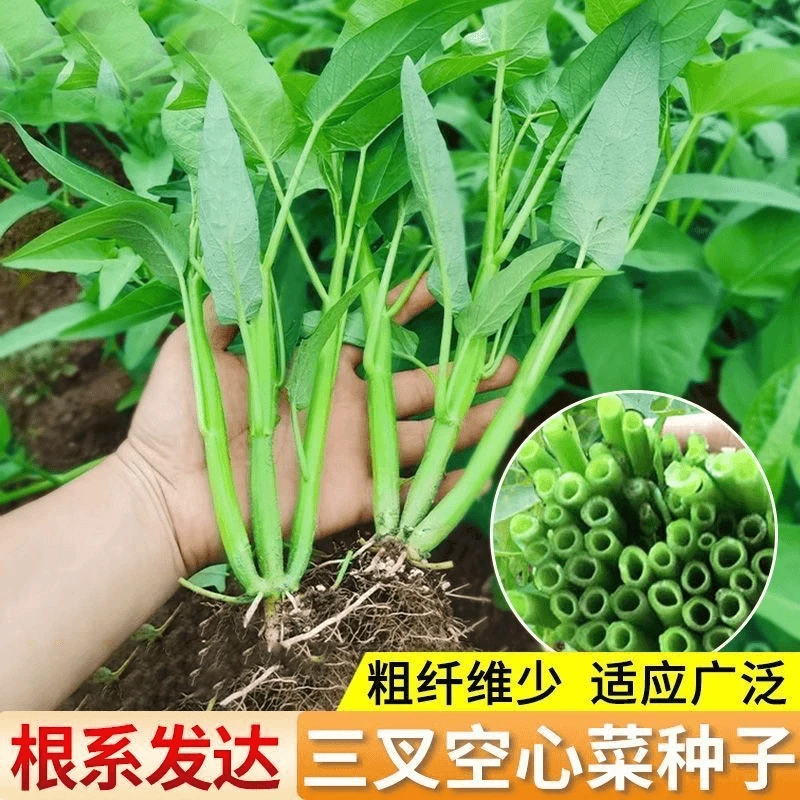 【全店任选5包包邮】三叉空心菜种子通心菜籽四季高产易种蔬菜种孑
