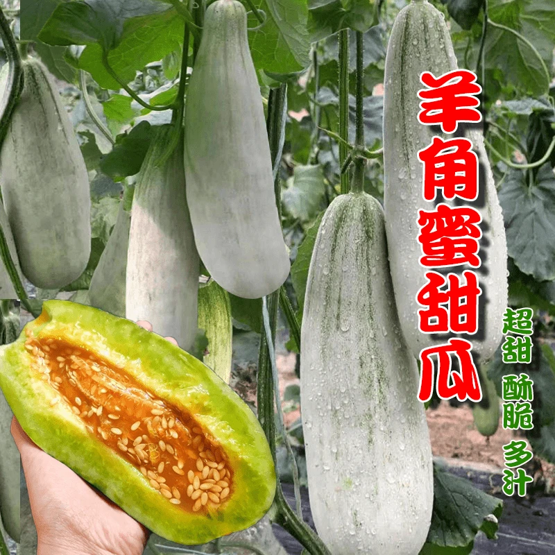 【全店任选5包包邮】羊角蜜甜瓜种子脆香瓜苗密四季水果特大种子籽