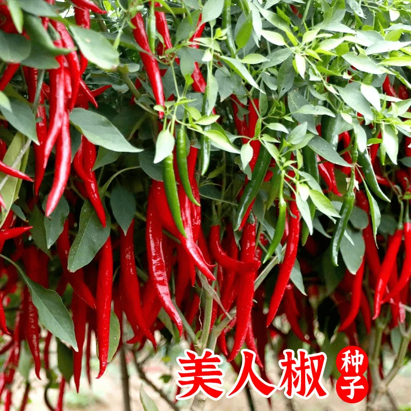 【全店任选5包包邮】香辣美人椒种子干鲜两用辣椒四季阳台盆栽菜籽