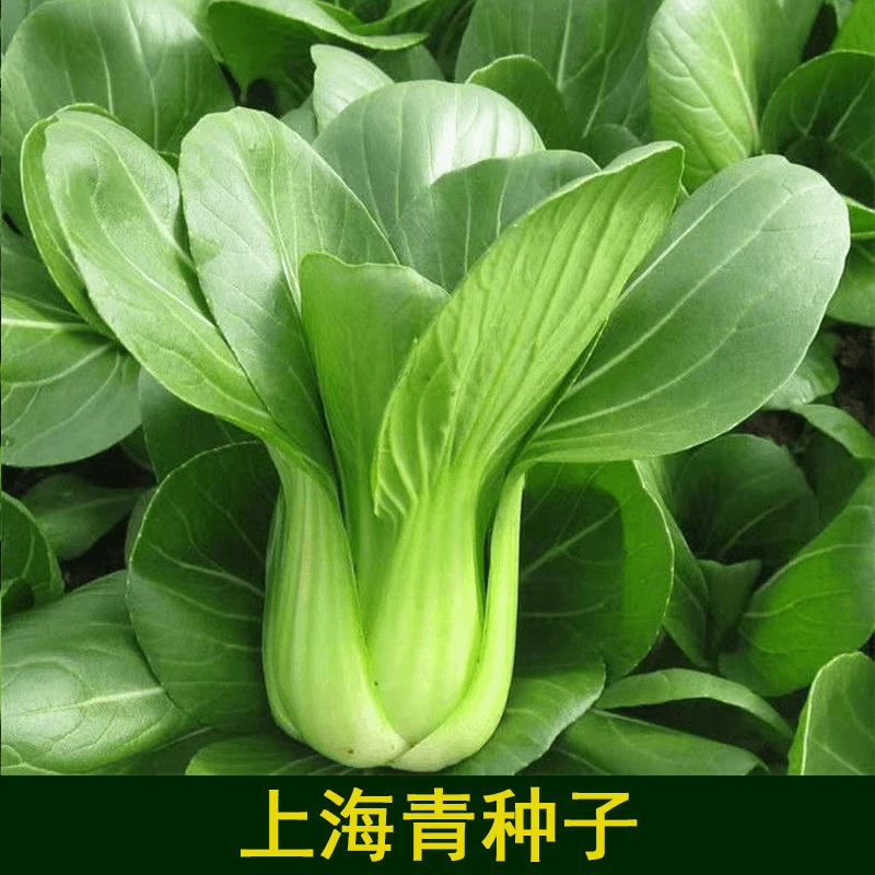 【全店任选5包包邮】上海青种子四季小青菜矮杆青梗小青菜籽蔬菜