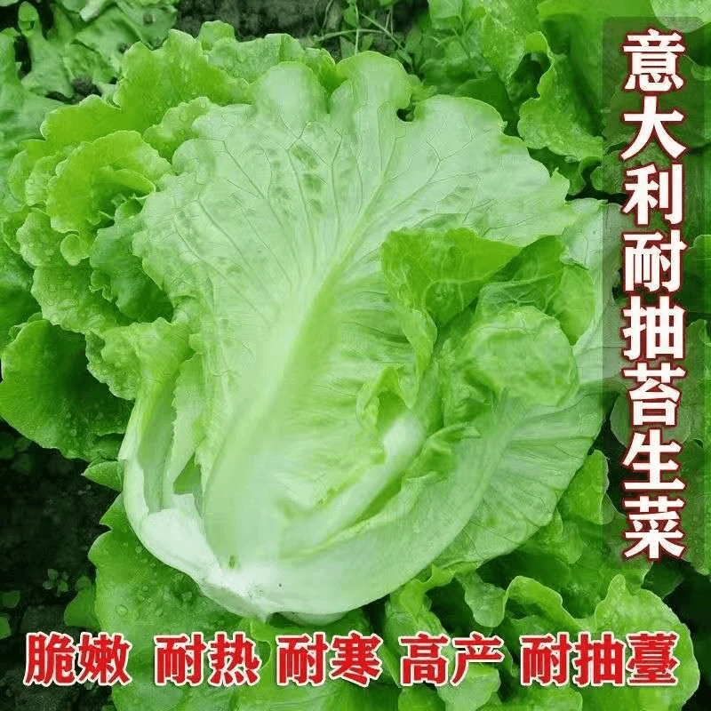 【全店任选5包包邮】意大利生菜种子高产四季蔬菜种籽阳台菜种孑苗
