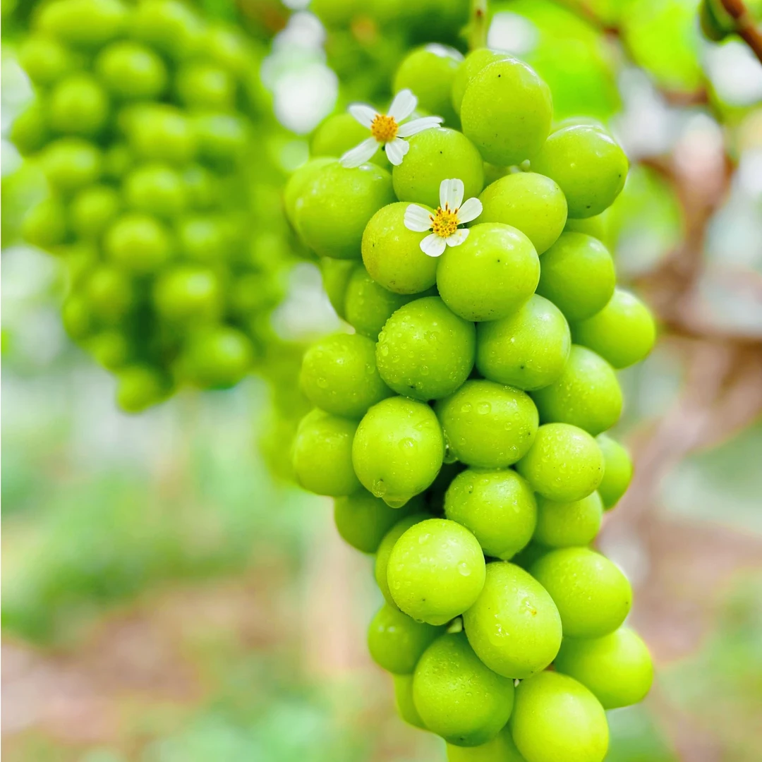 精选正宗阳光玫瑰青提新鲜脆甜多汁现摘现发4斤顺丰