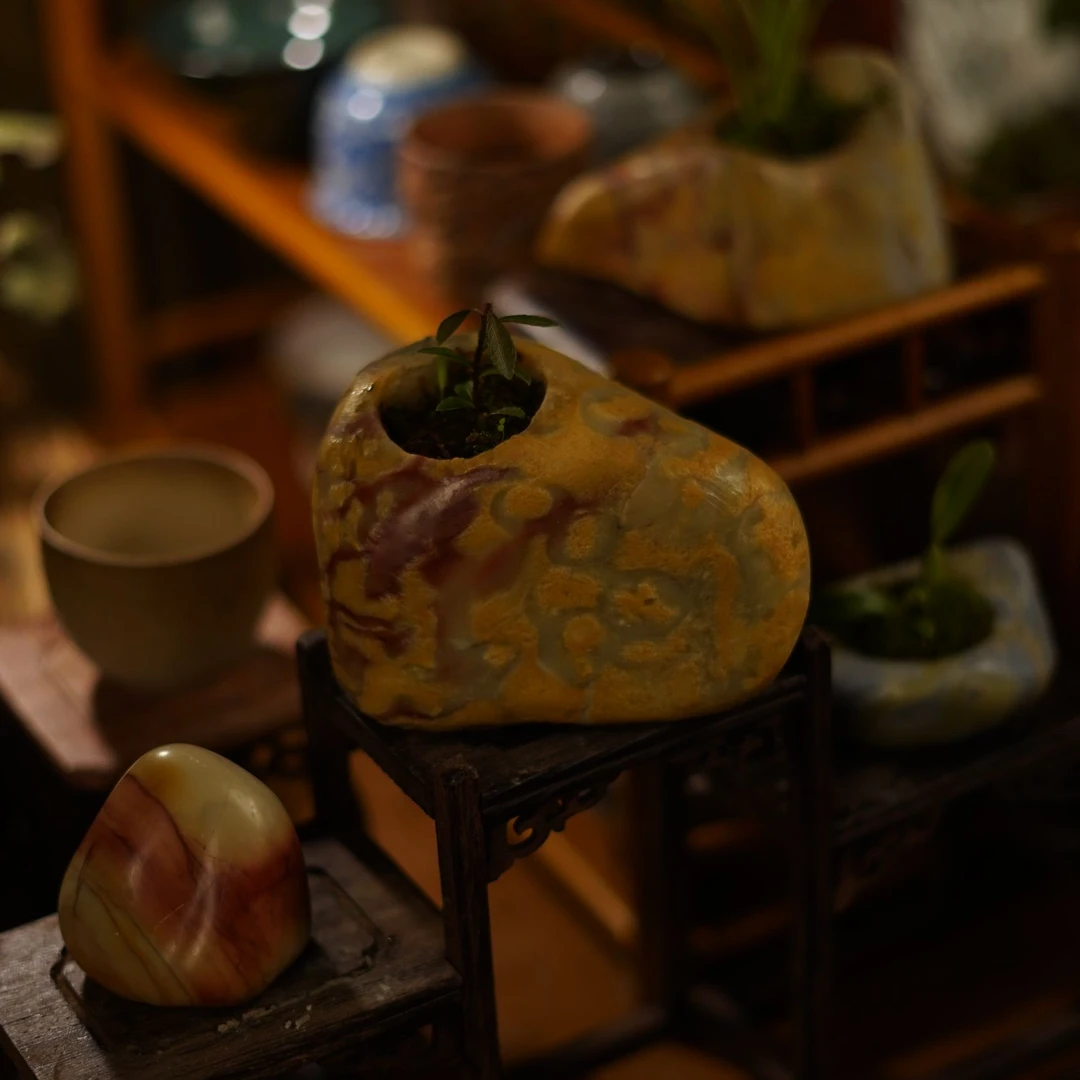 【多彩小叶五翅莓】泰顺石高端盆景盆栽茶室摆件书房摆件掌中宝A002