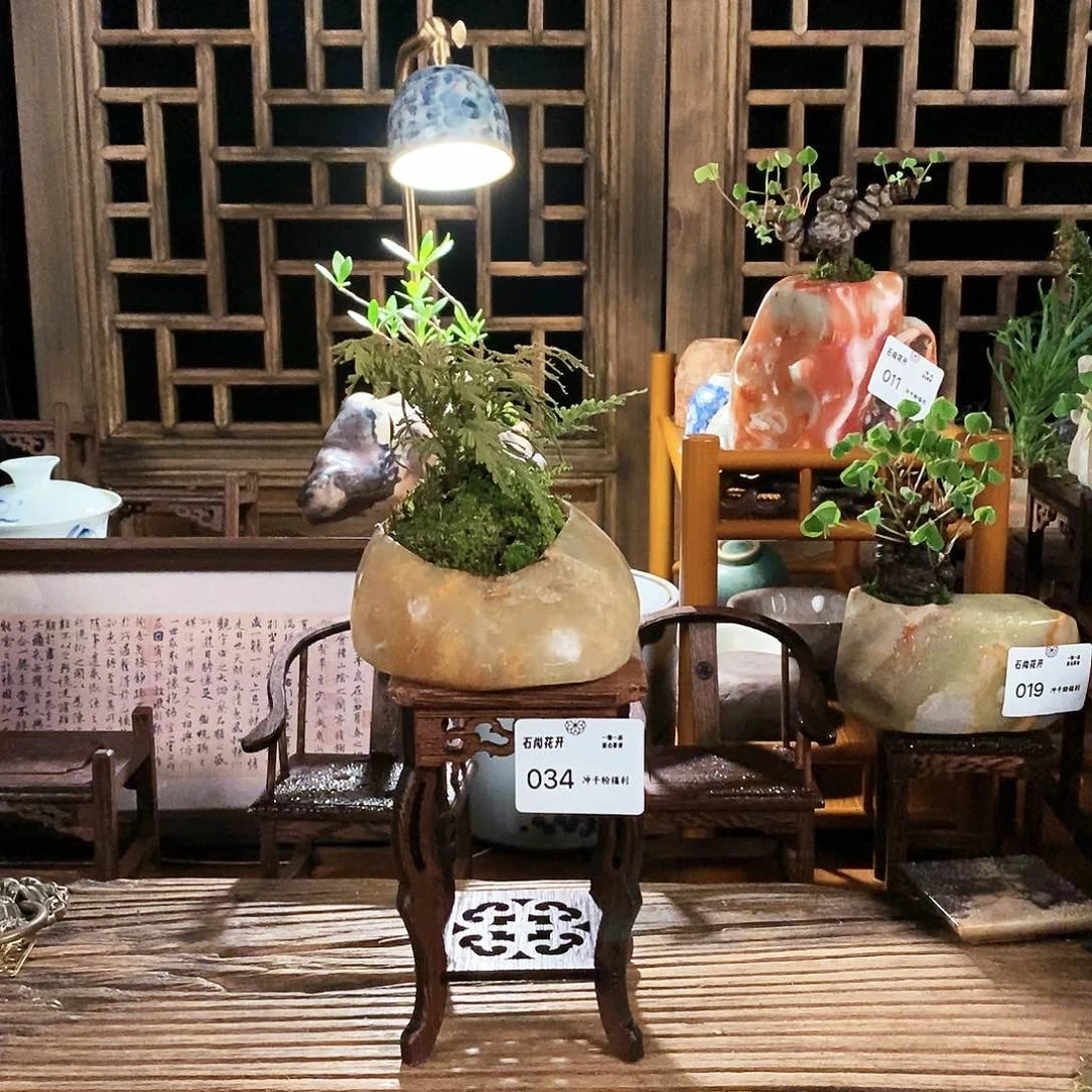 泰顺石盆景冲千粉福利