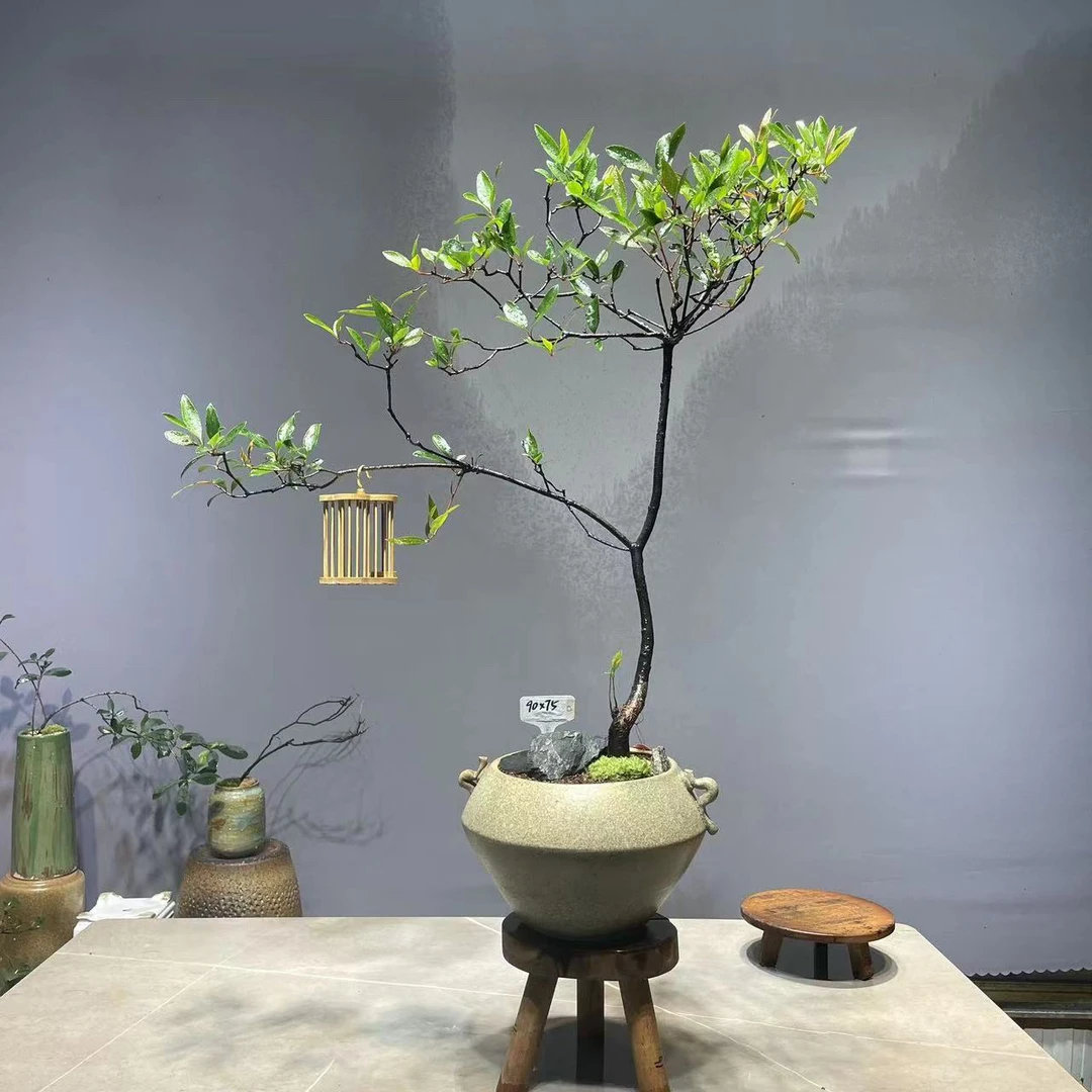 海岛春花 海岛栀子花 生桩直播间一物一拍