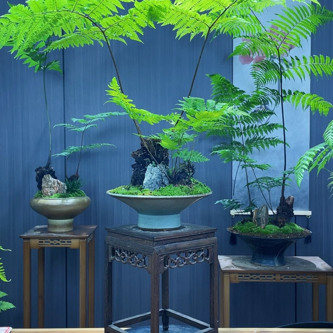 【闪购商品】盘****)蕨类植物
