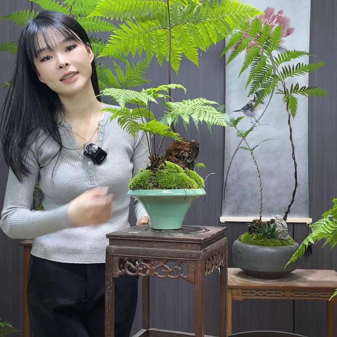 【闪购商品】高*敌蕨类