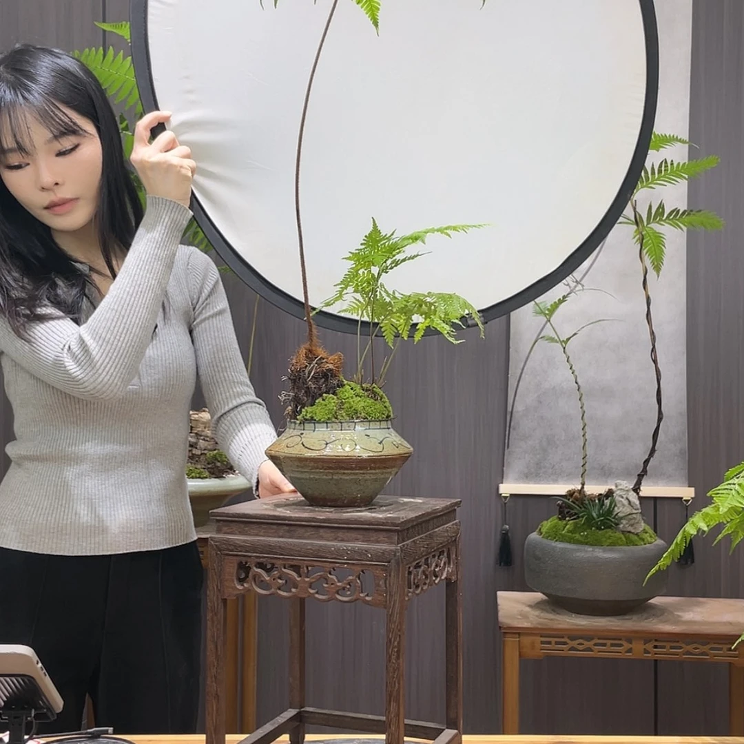 【闪购商品】K****n蕨类