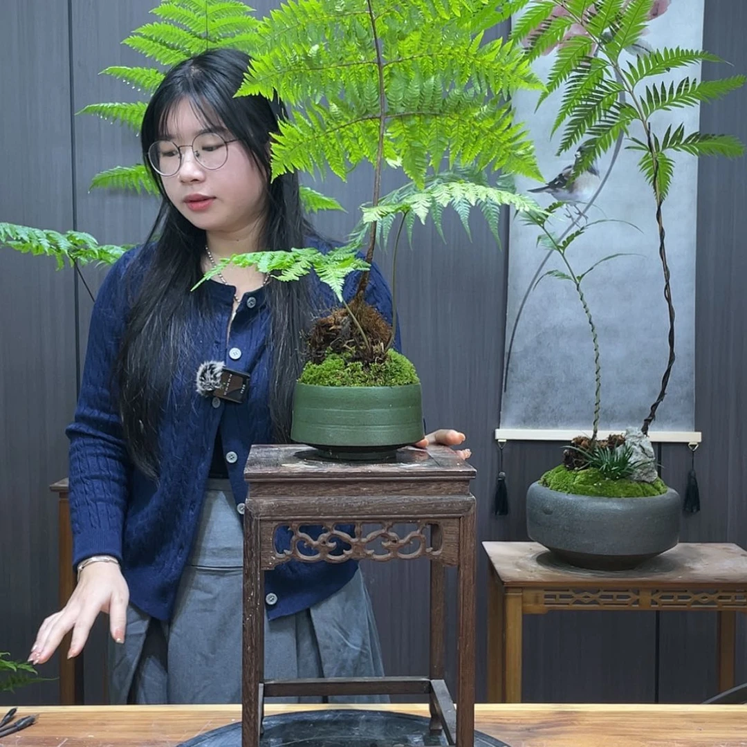 【闪购商品】生*地蕨类