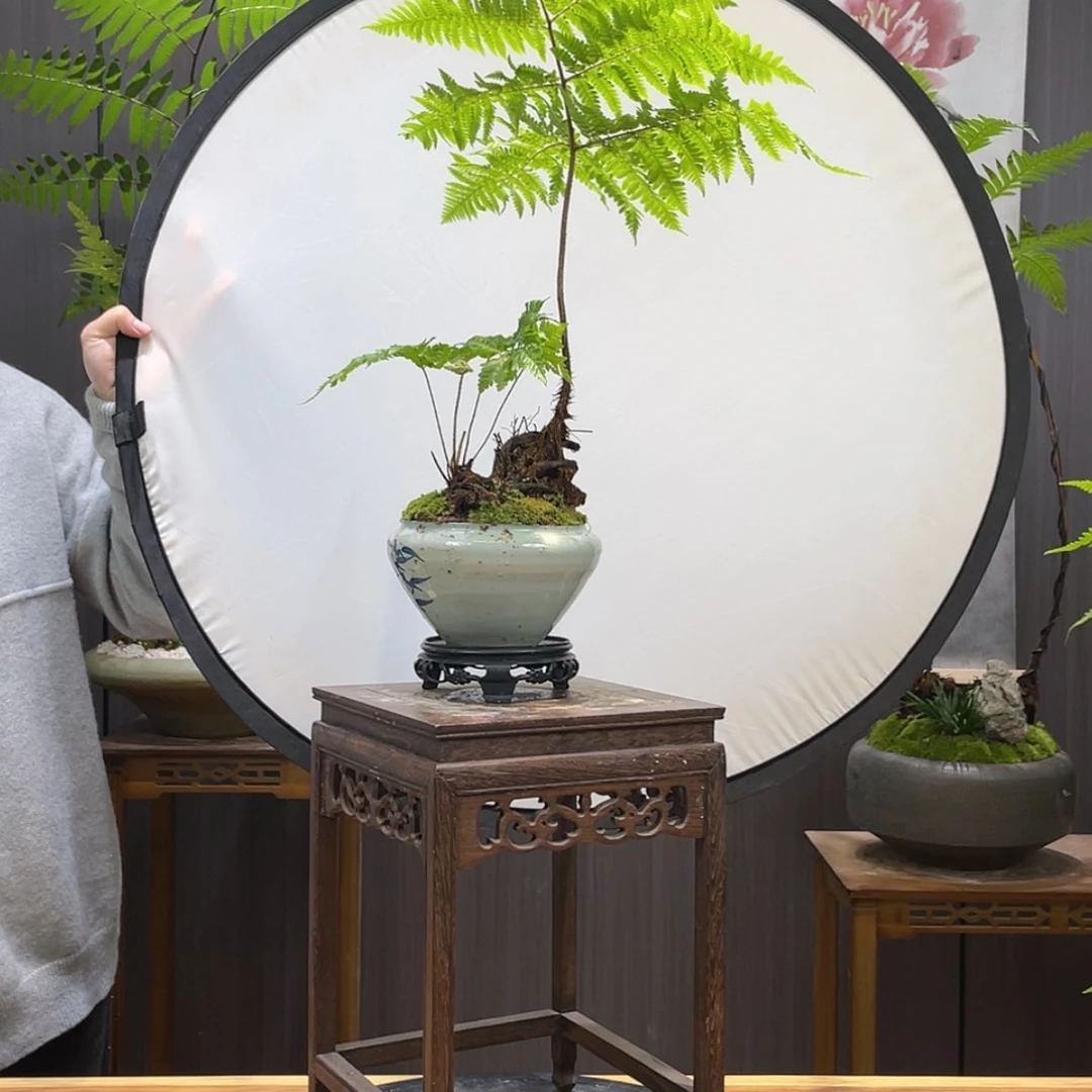 【闪购商品】蕨类@*丽蕨类