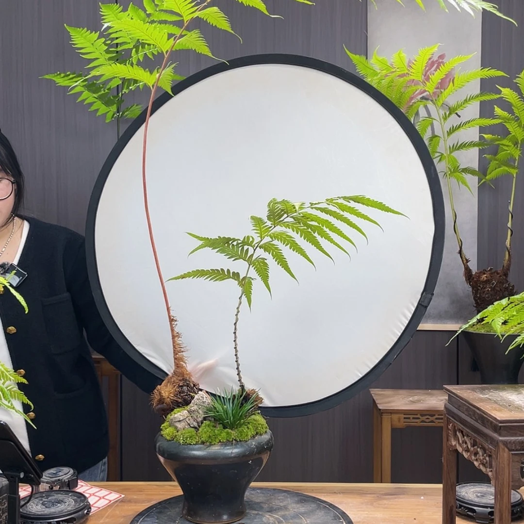 【闪购商品】瑶****件蕨类