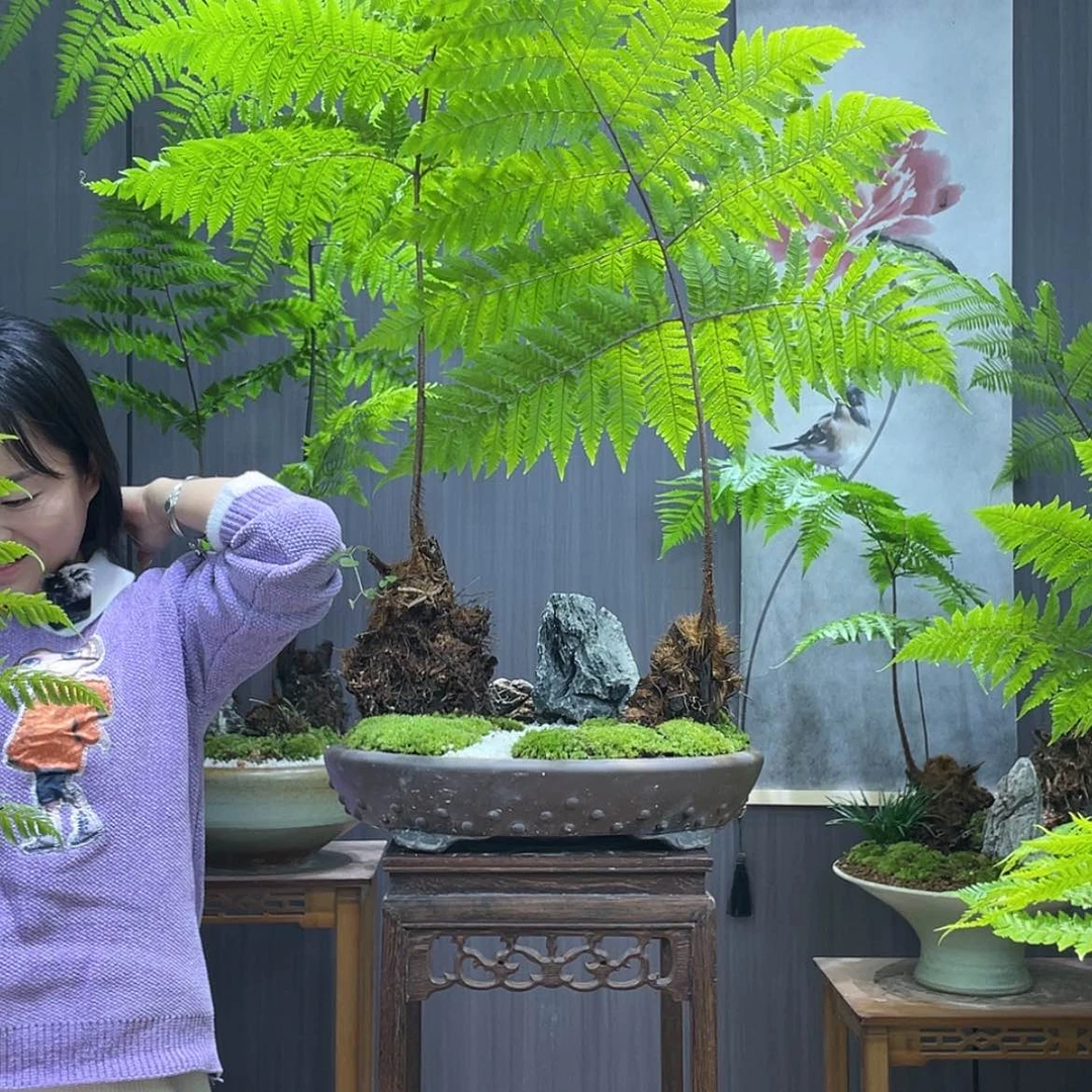 【闪购商品】杰*蕨类