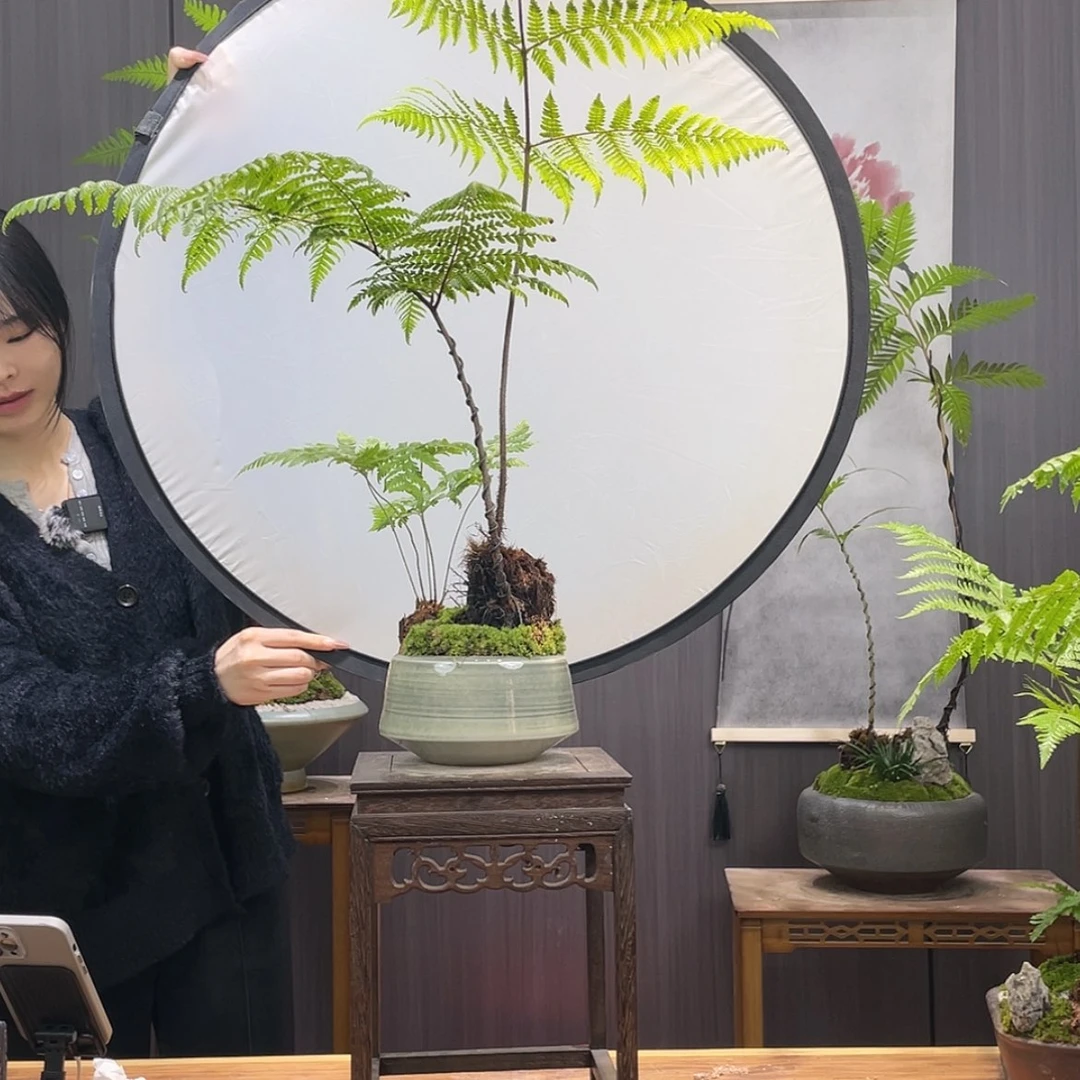 【闪购商品】W*L蕨类