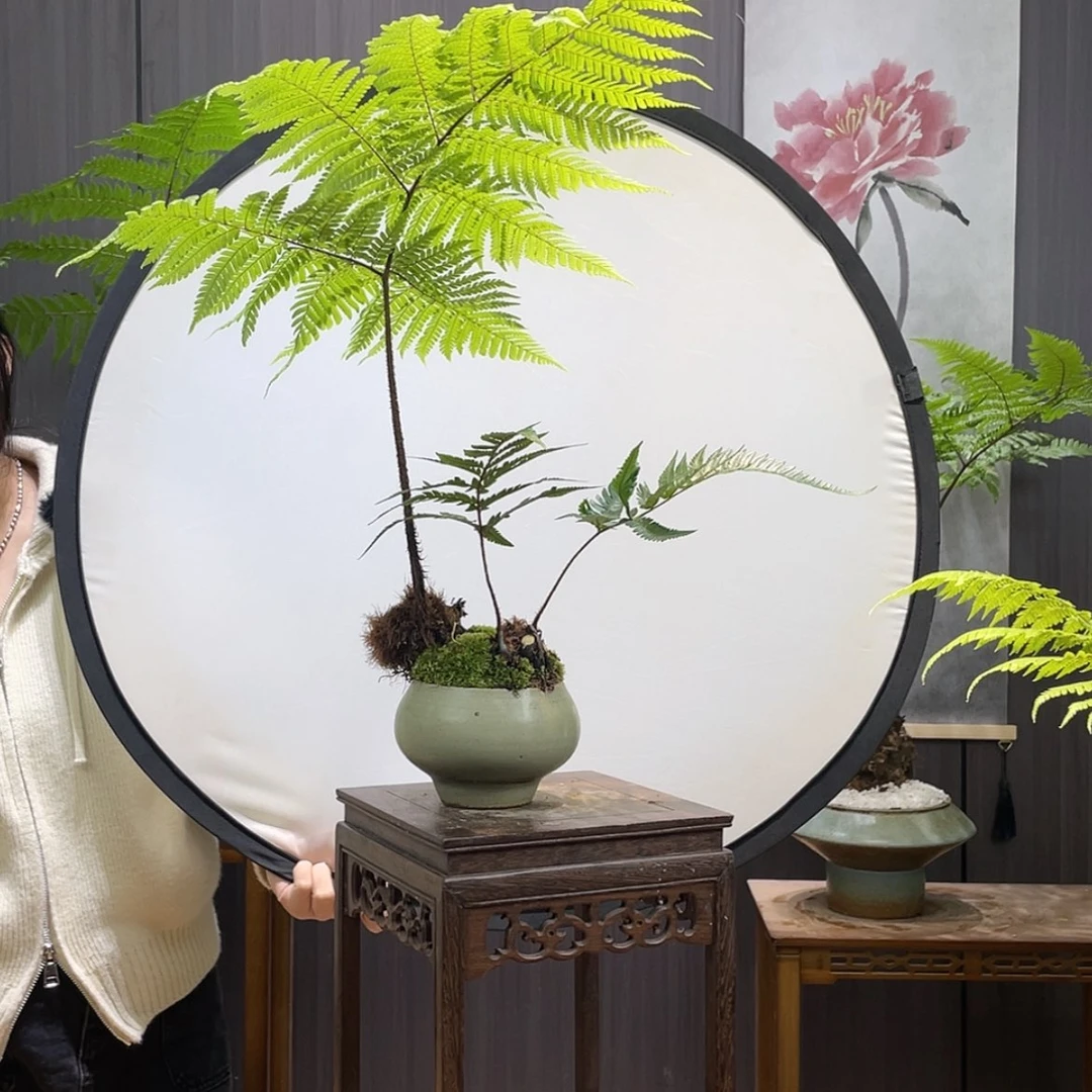 【闪购商品】?****/蕨类
