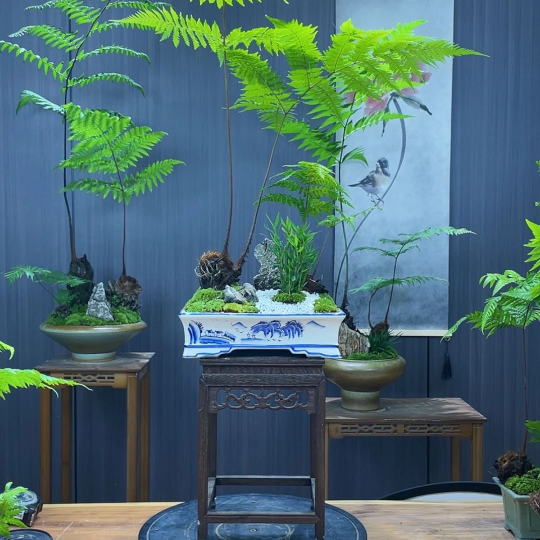 【闪购商品】_****申蕨类植物