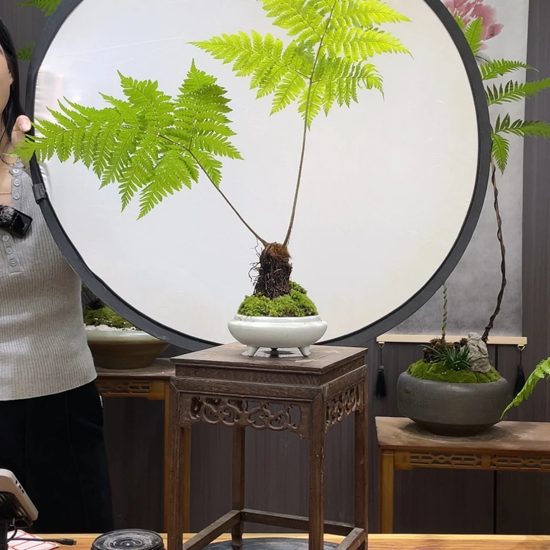 【闪购商品】K****n蕨类
