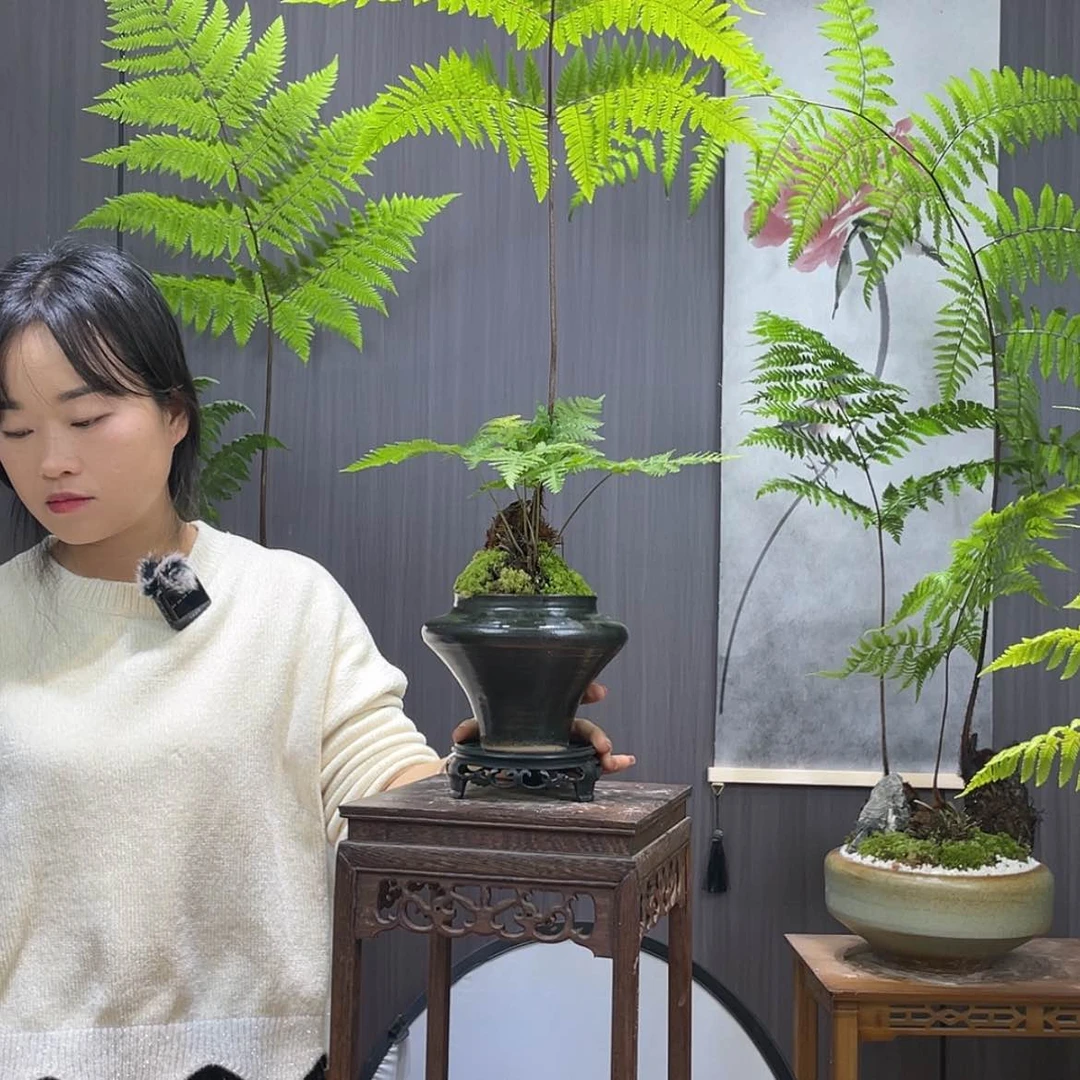 【闪购商品】?****蕨类