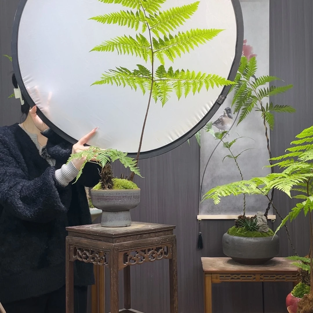 【闪购商品】萬****e蕨类