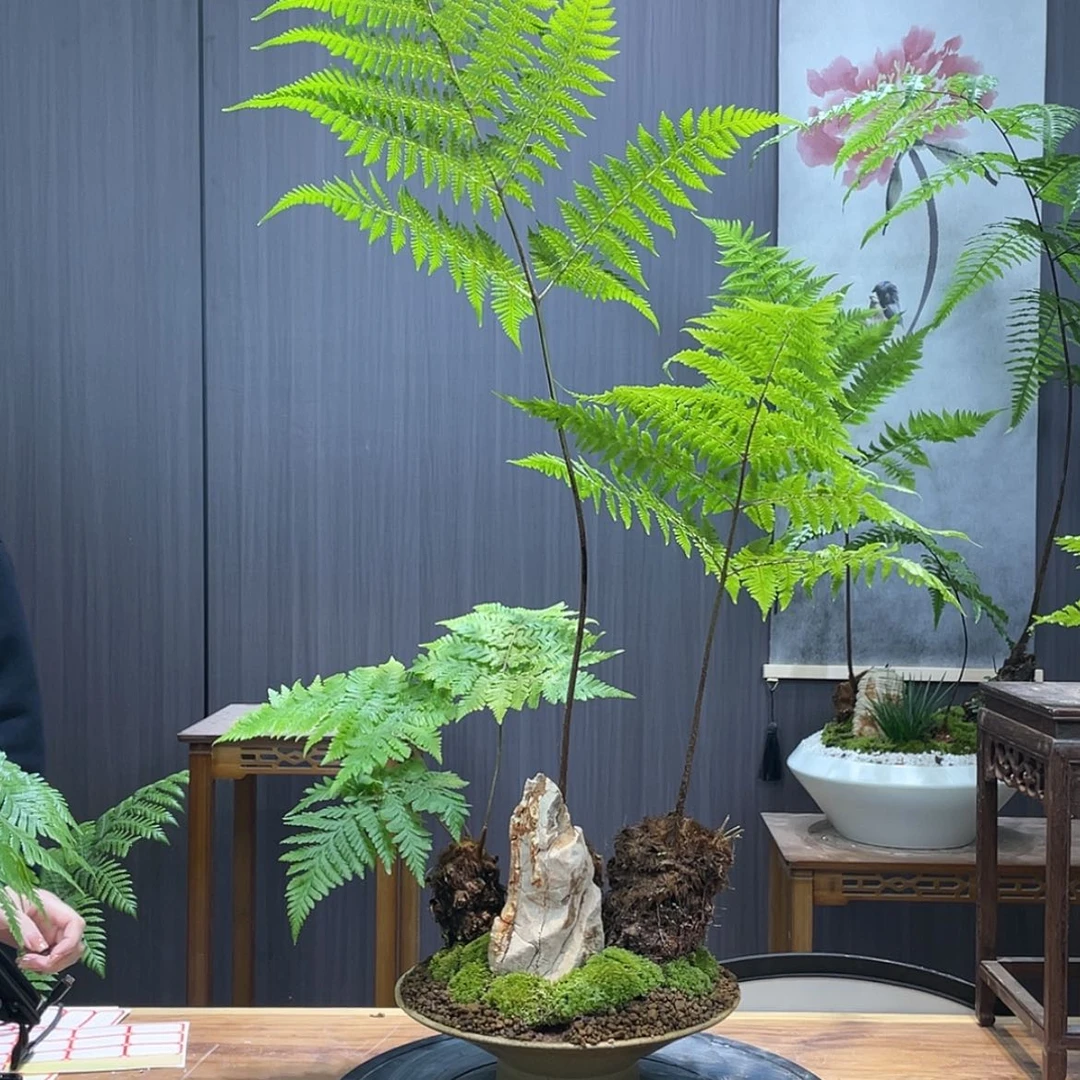 【闪购商品】蕨类快***王