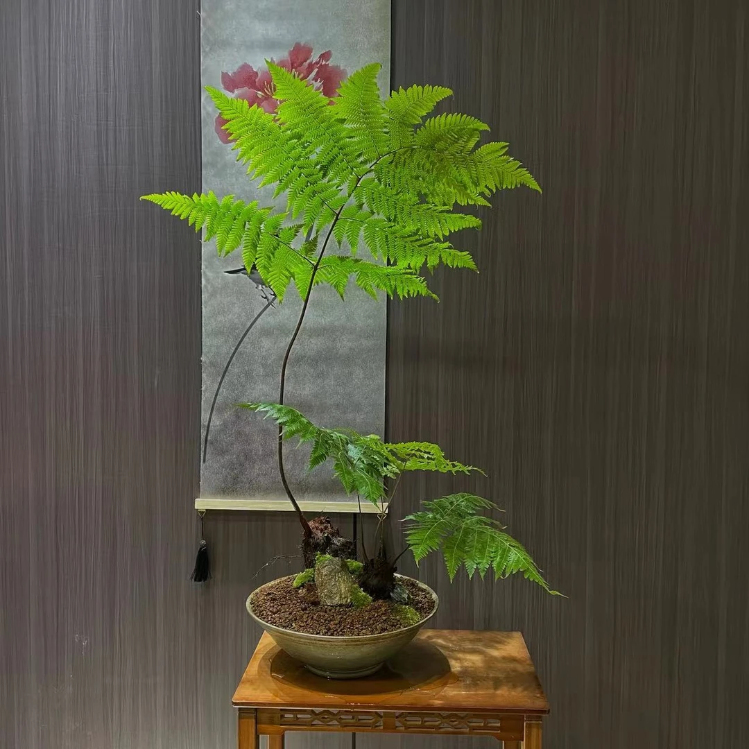 【一物一拍】蕨类植物盆栽虹鳞蕨凤尾蕨禅意实物室内盆景