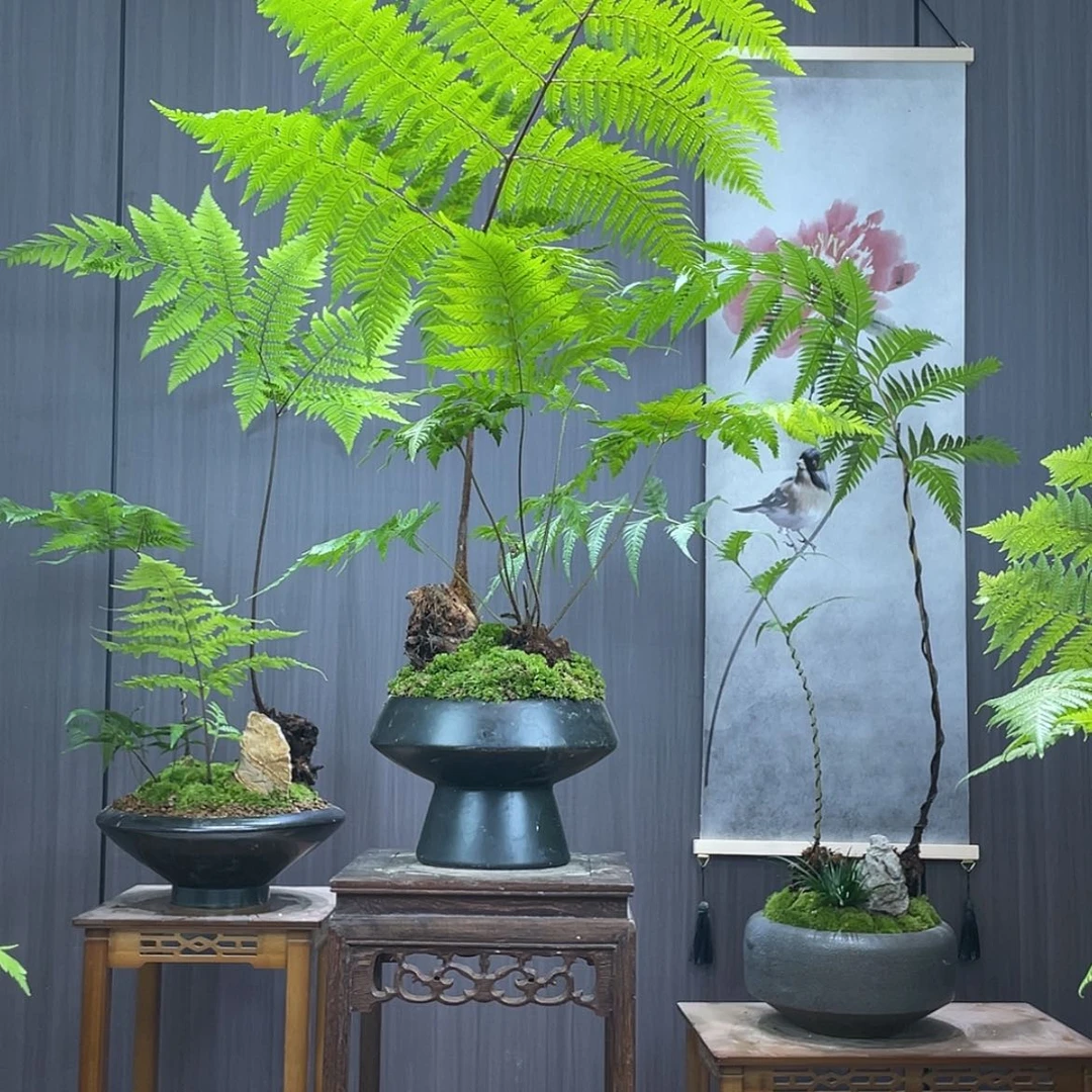 【闪购商品】一****）蕨类植物