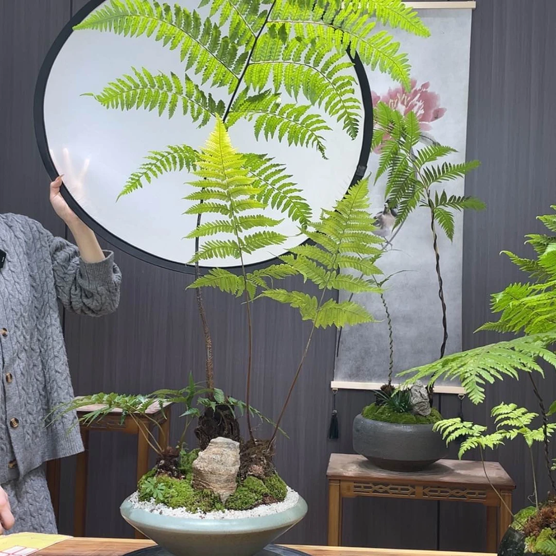 【闪购商品】芯**院