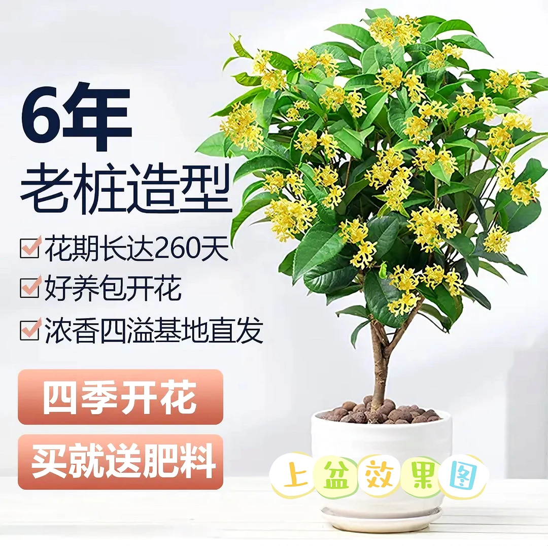 四季桂花月桂盆栽地栽清香蜜香