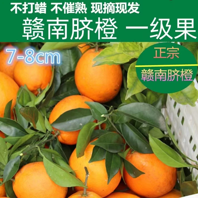 【龙勾书生严选】江西赣南龙勾石灰橙现摘现发10斤20斤装