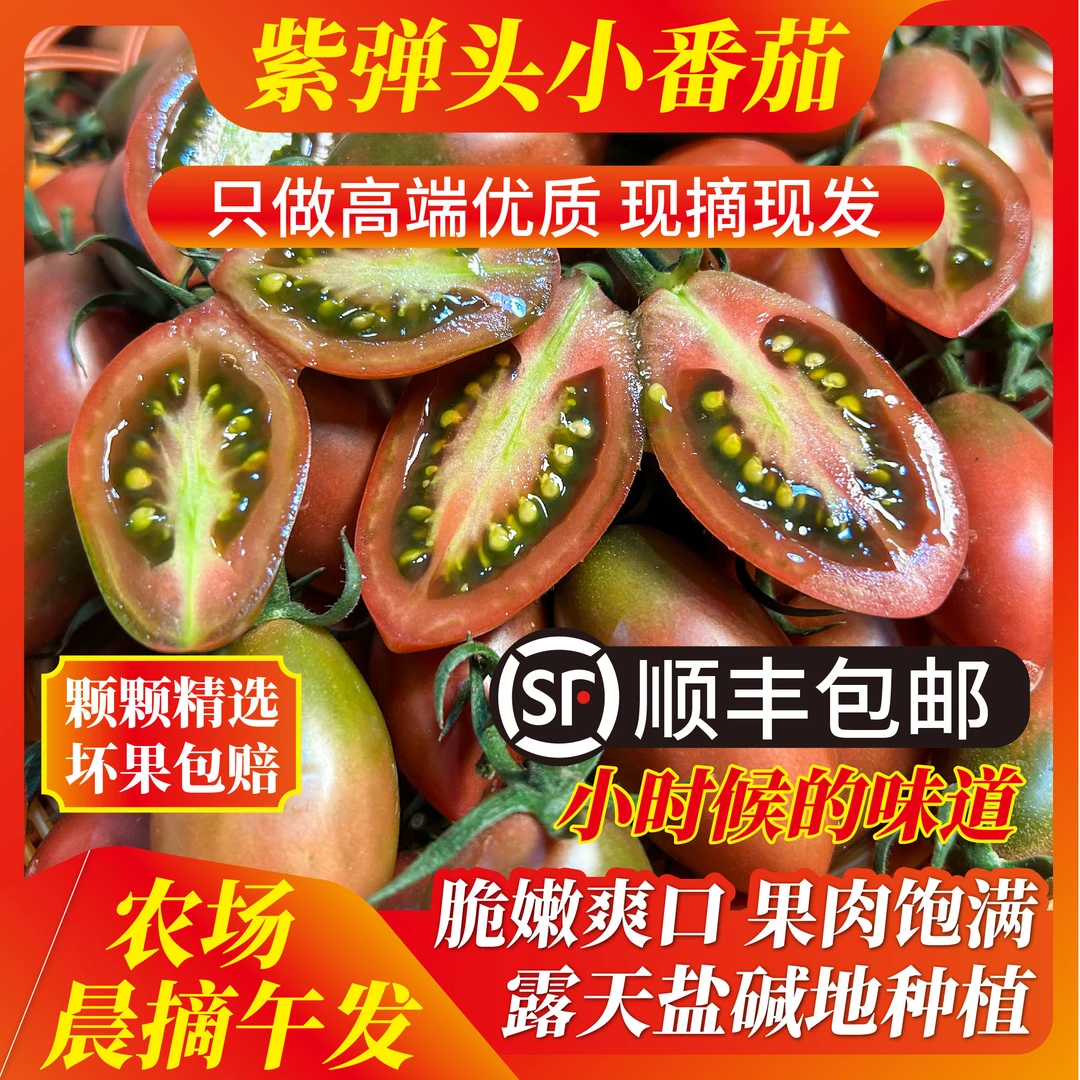 福建紫弹头小番茄新鲜采摘露天盐碱地种植紫葡萄圣女果孕妇酸甜口