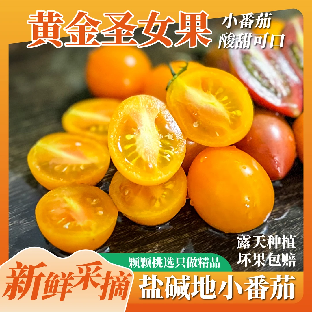 黄金圣女果小番茄盐碱地种植千禧番茄新鲜采摘农家直发爆汁香甜优