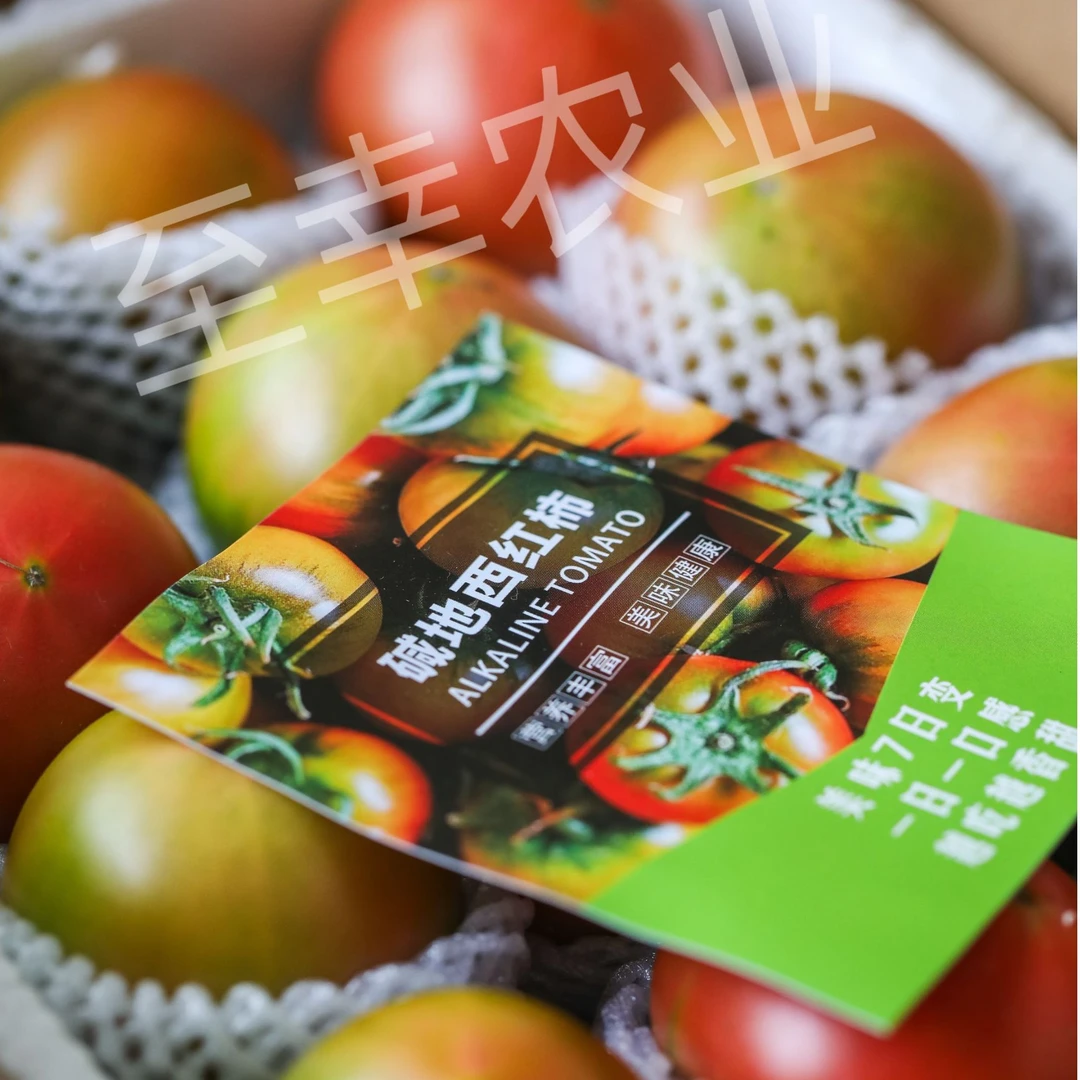 <顺丰包邮>盘锦碱地柿子  铁皮柿子草莓番茄发青放红