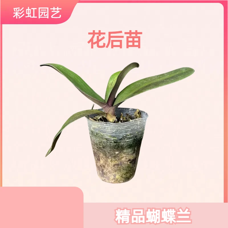 花后苗 花苗精品 室内精品观赏花卉