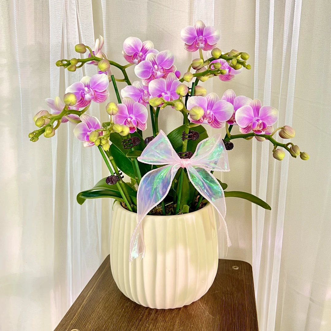 【花玥】滨纷彩虹 蝴蝶兰 小花型花瓣  客厅卧室美观带花带花苞